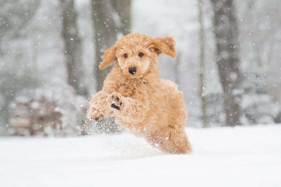 Poodle puppy in the snowy Vienna Woods, Austria  - Pudelwelpe im verschneiten Wienerwald, Österreich