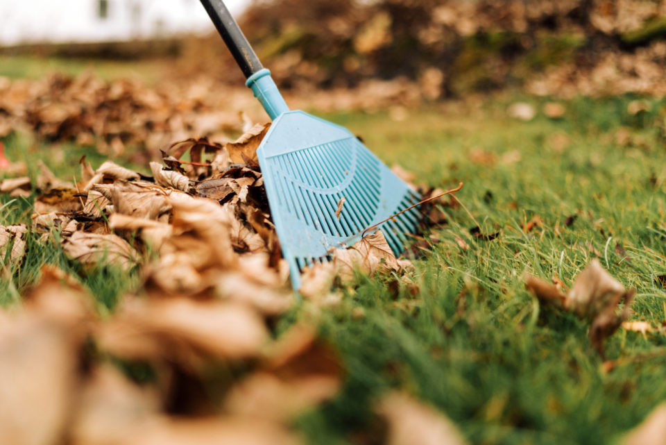 Close-up of autumn leaves in garden being raked